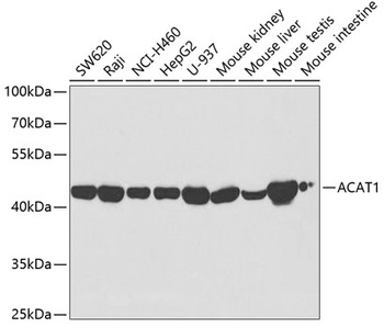 ACAT1 Antibody