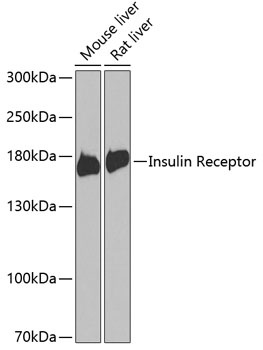 INSR Antibody
