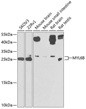 MYL6B Antibody
