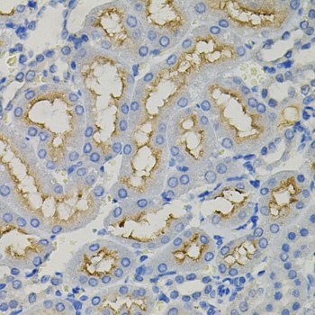 SLC30A1 Antibody