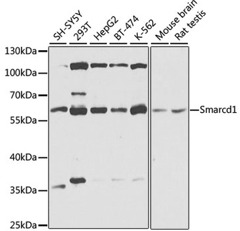 SMARCD1 Antibody
