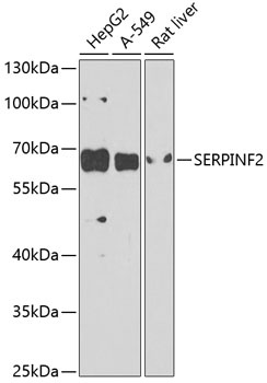 SERPINF2 Antibody