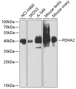 PDHA2 Antibody