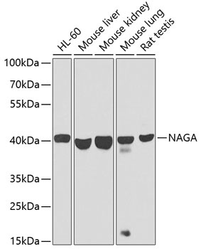 NAGA Antibody