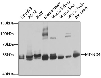 MT-ND4 Antibody
