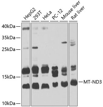 MT-ND3 Antibody