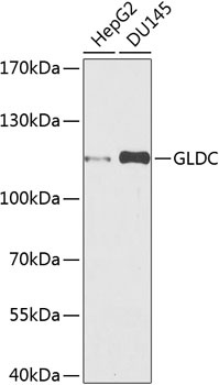 GLDC Antibody