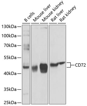 CD72 Antibody