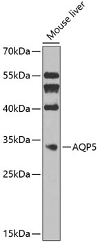 AQP5 Antibody