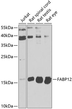 FABP12 Antibody