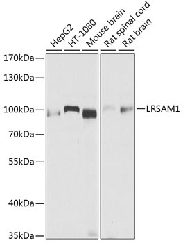 LRSAM1 Antibody