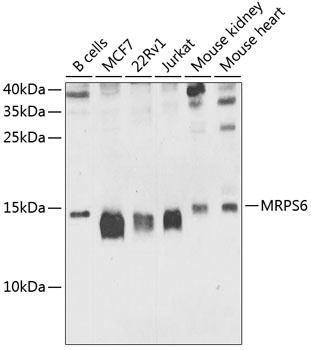 MRPS6 Antibody