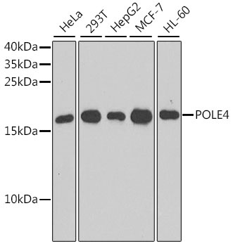 POLE4 Antibody