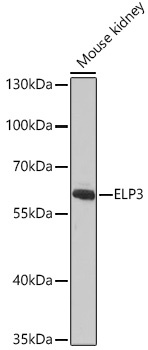 ELP3 Antibody