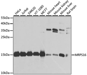 MRPS16 Antibody