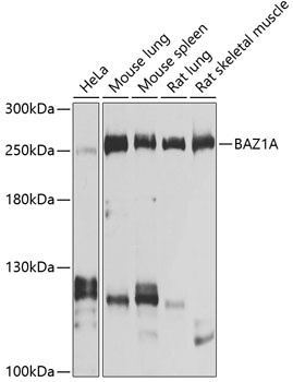 BAZ1A Antibody