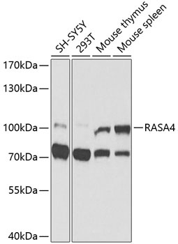 RASA4 Antibody