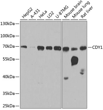 CDY1 Antibody