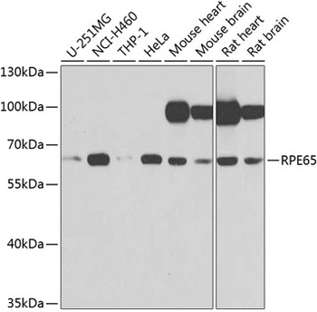 RPE65 Antibody