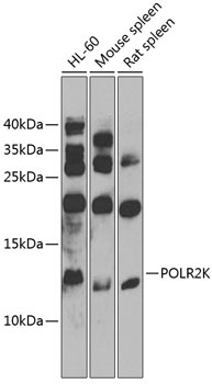 POLR2K Antibody