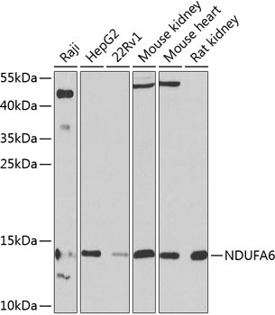 NDUFA6 Antibody