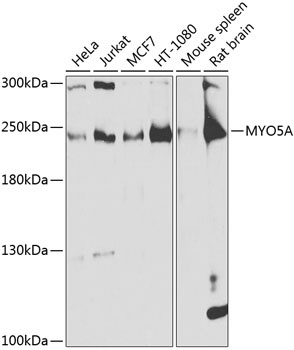 MYO5A Antibody