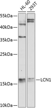 LCN1 Antibody