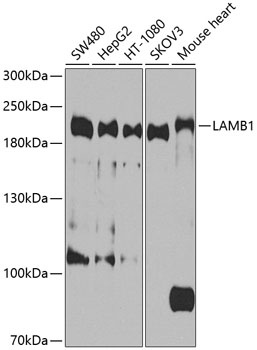 LAMB1 Antibody