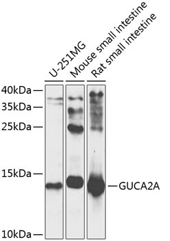 GUCA2A Antibody