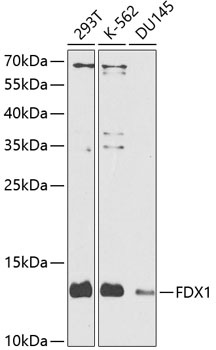 FDX1 Antibody