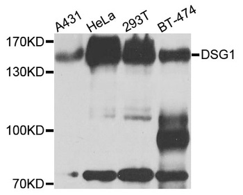 DSG1 Antibody
