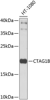 CTAG1B Antibody
