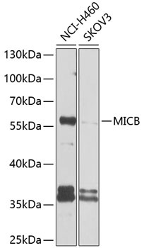 MICB Antibody