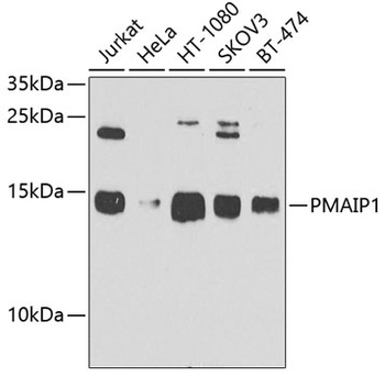 PMAIP1 Antibody