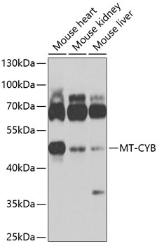 Mt-Cyb Antibody