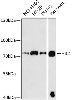 HIC1 Antibody