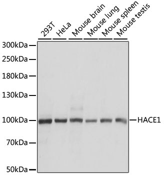 HACE1 Antibody