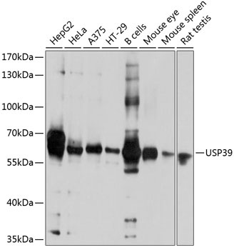 USP39 Antibody