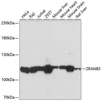 ZRANB3 Antibody