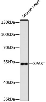 SPAST Antibody