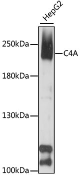 C4A Antibody