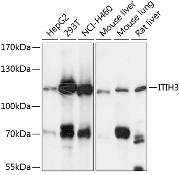 ITIH3 Antibody