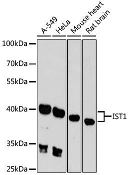 IST1 Antibody