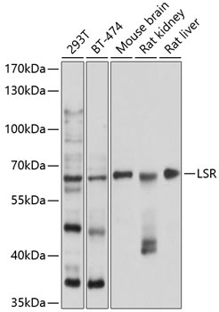 LSR Antibody