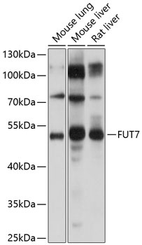 FUT7 Antibody