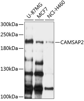 CAMSAP2 Antibody