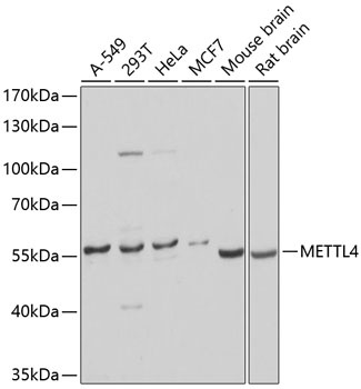 METTL4 Antibody