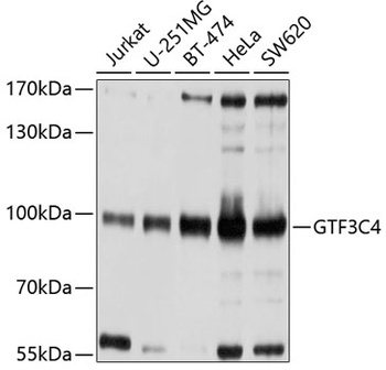 GTF3C4 Antibody