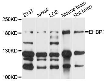 EHBP1 Antibody