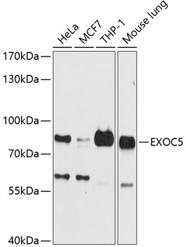 EXOC5 Antibody